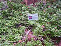 Epine du Christ, Euphorbia milii Des Moul. (fam. Euphorbiacees) (Parc de la tete d'or) (4) (Photo F. Mrugala)